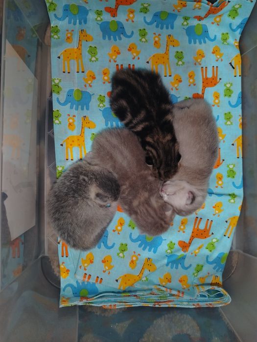 Sotiladi bron ochildi