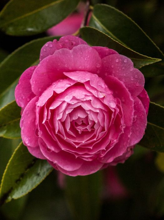 Canon 55-200mm f/4.5-5.6 USM II EF обектив Канон