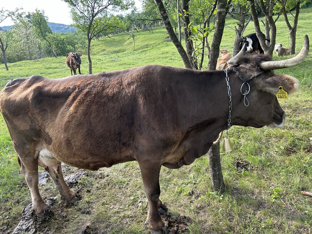 Vand vaci cu lapte cu varste cuprinse intre 3 si 9 ani