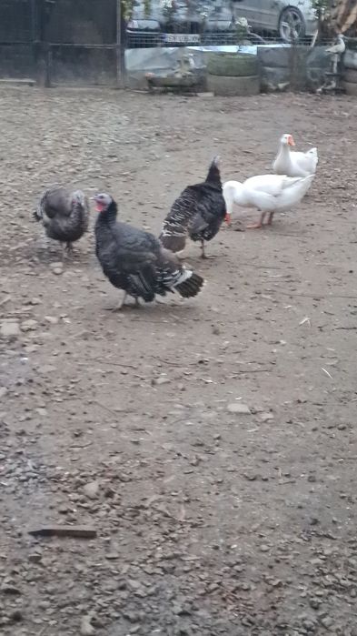 De vânzare curci și gâște
