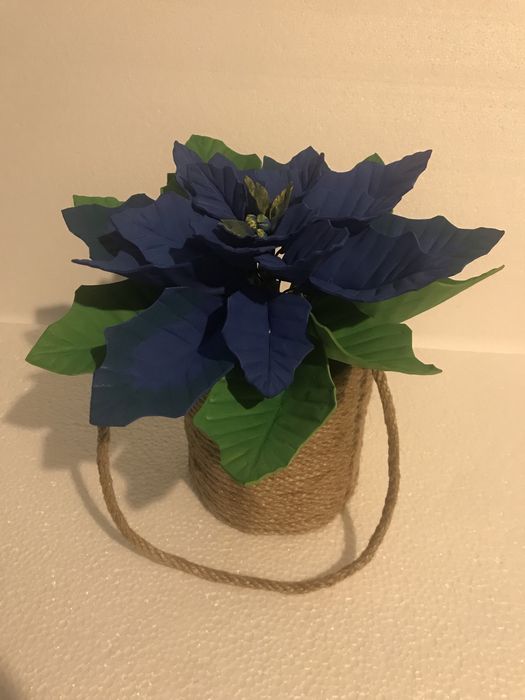 Poisenttia, Floarea Craciunului