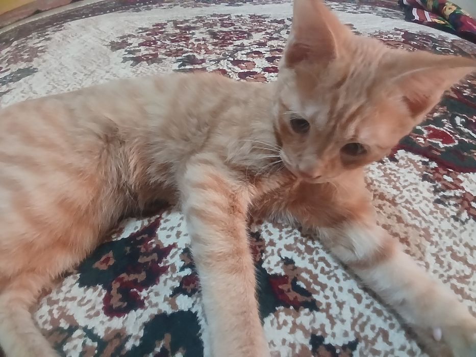 Mushuk ogil bola top toza