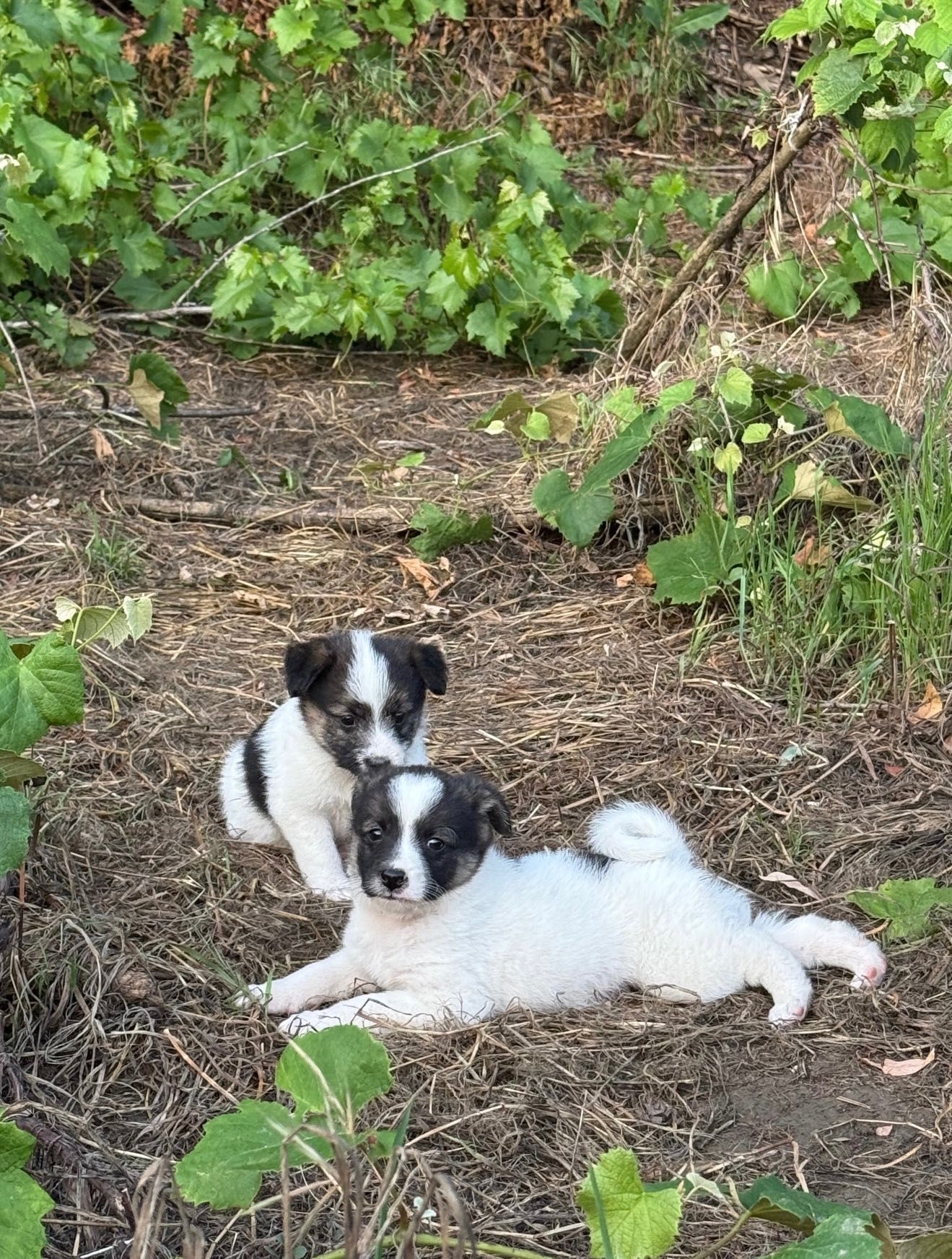 Cățeluși spre adopție
