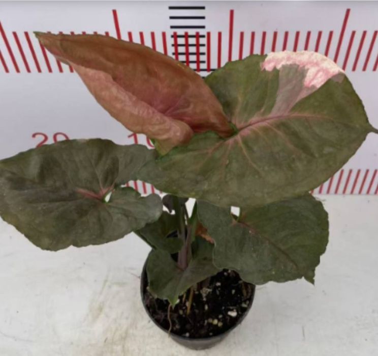 Гул учун устунча Опора для растений лиана ustun moh bilan