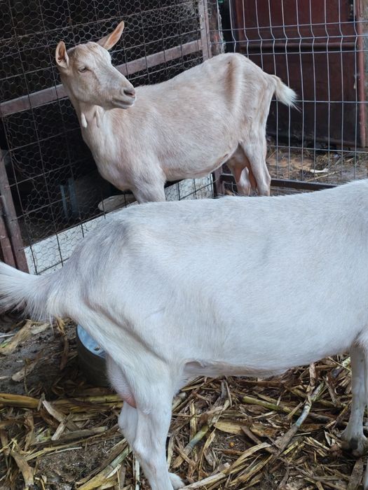 Capre bune de lapte și țap bun pentru montă