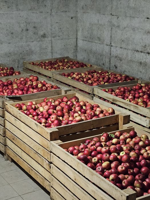 Mere Ionared, Golden, Ionagold, Florina, Starkrimson