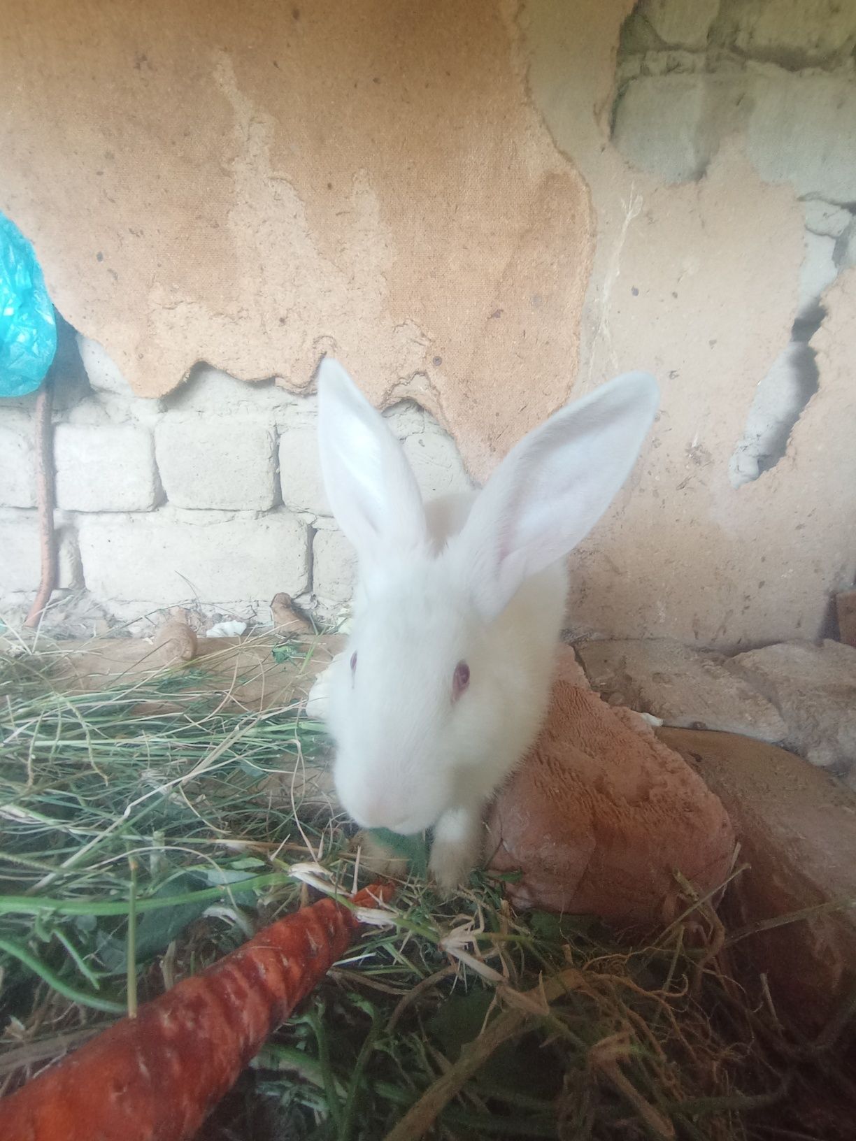 2 ta quyon sotiladi 50 kunlik