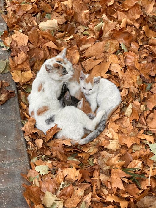 Pisica adoptie - 3 Pui frumoși