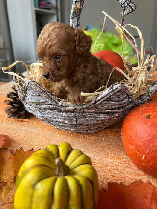 Продавам 4 женски и 2 мъжки мини пудела.