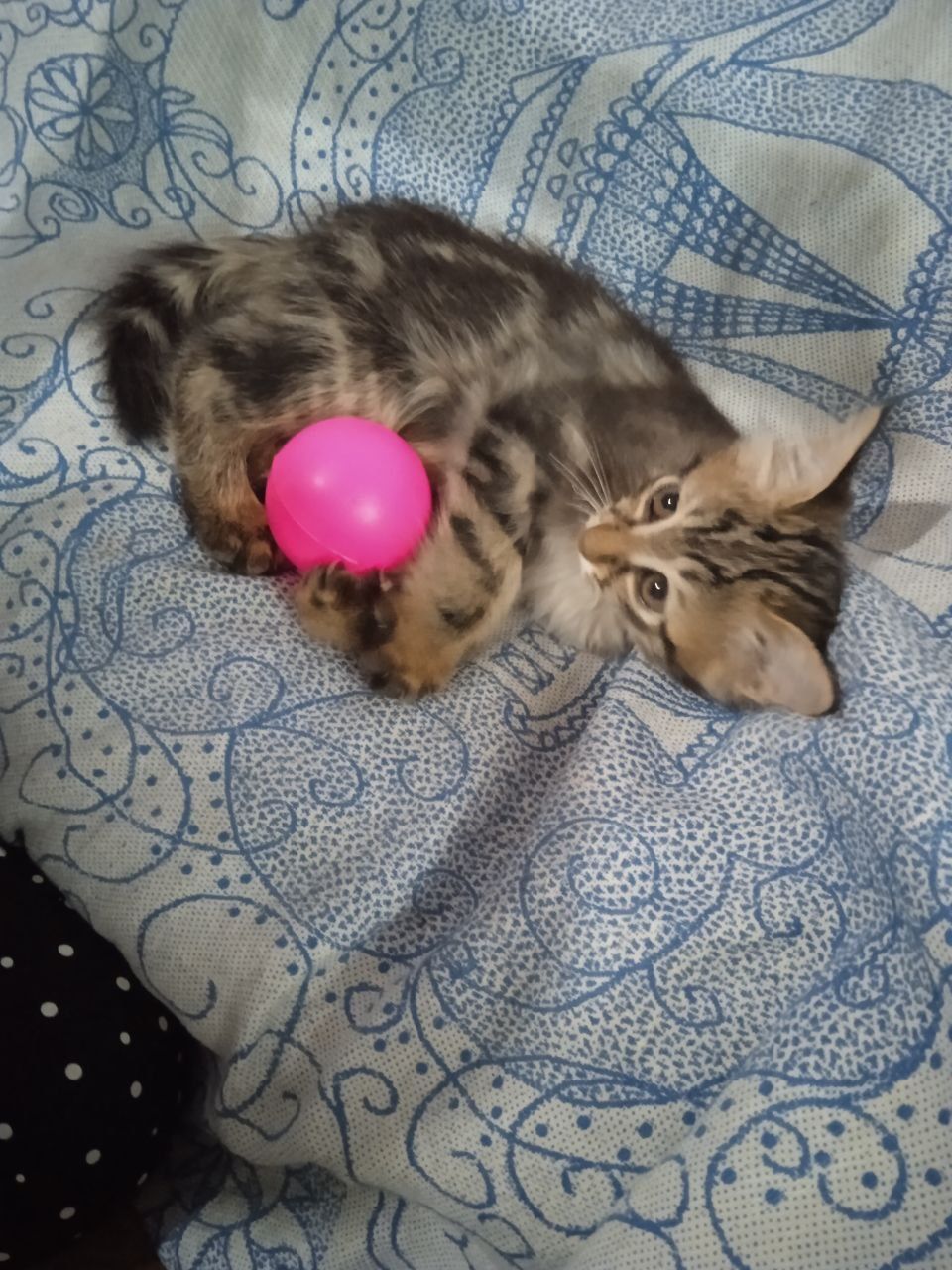 Отдам котят  в добрые руки