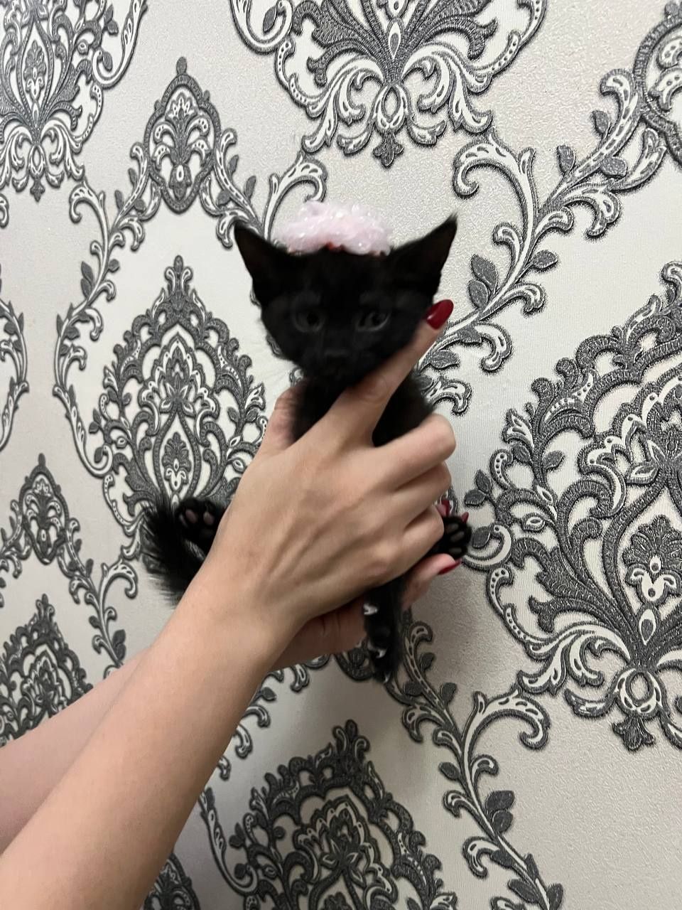 Котята в добрые руки приучены к лотку