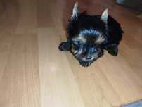 Cățeluș Yorkshire  terrier