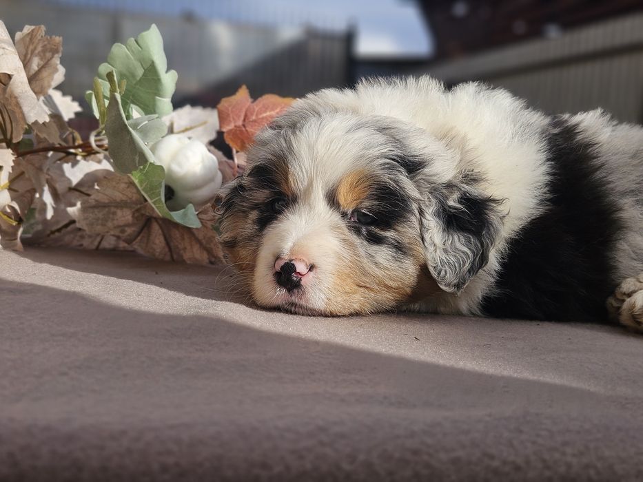 Ciobanes australian/ Aussie