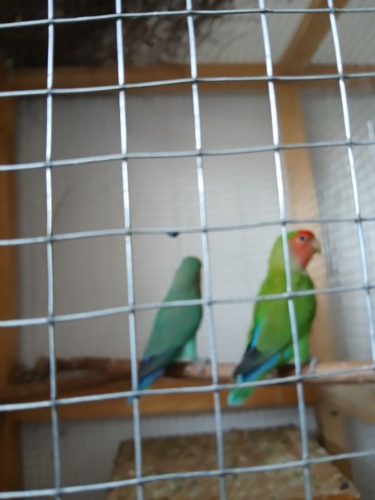 Neeazluchka soriladi 2 parayu 1 ta aloxida 400 ming parasi