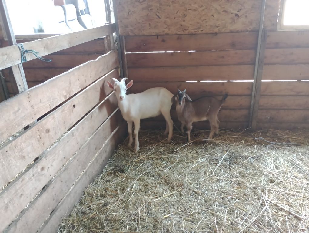 2 Țapi unul saanen și unul anglo nubian