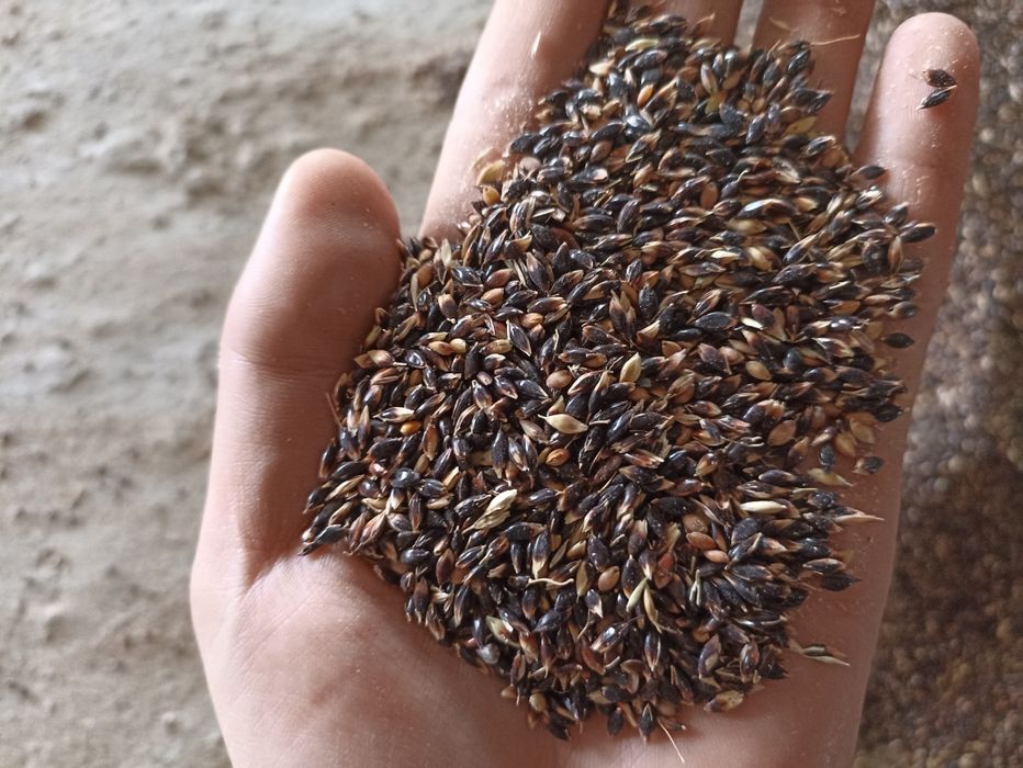 Продам семена суданки 1 РС