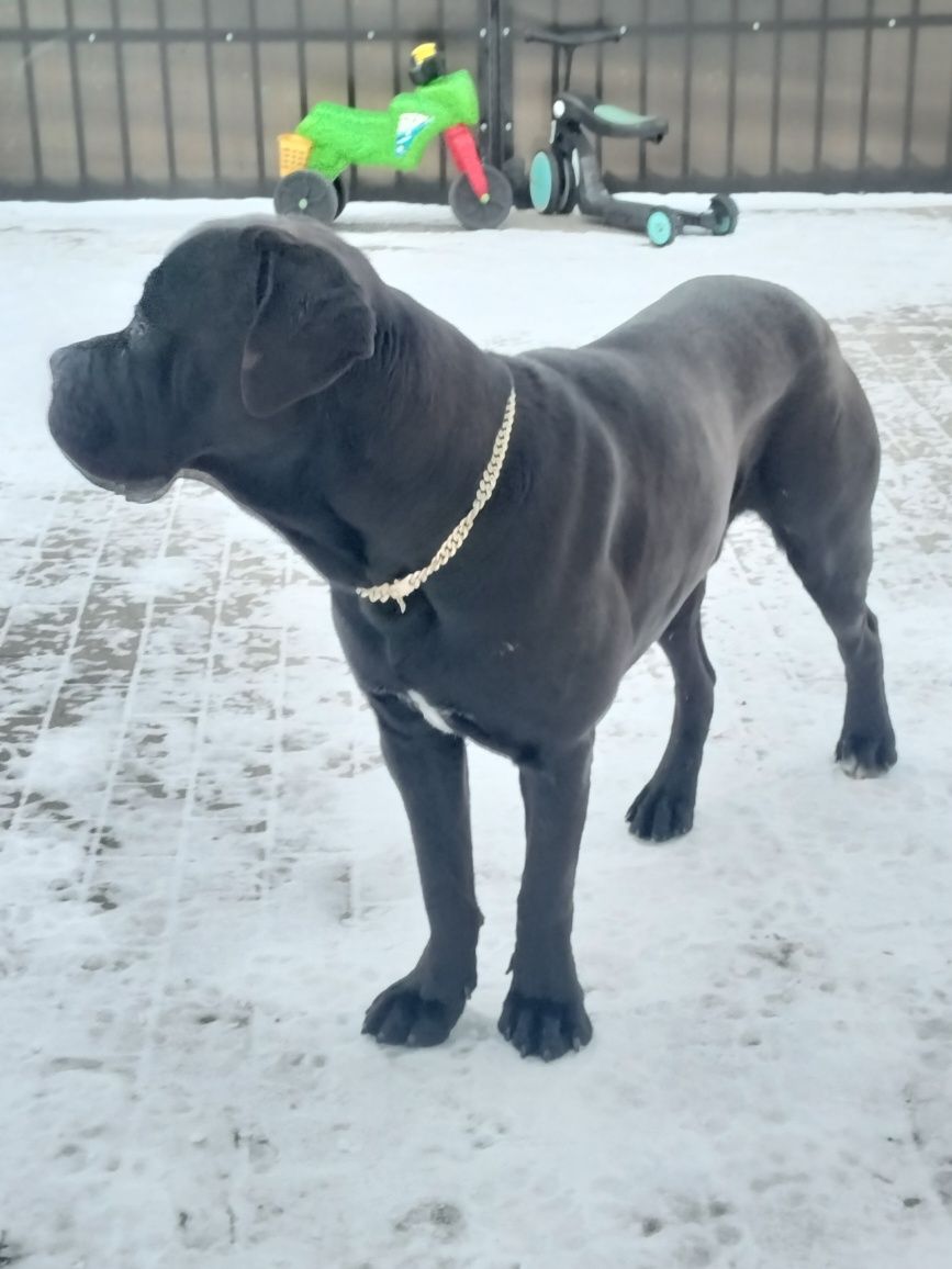 Cane Corso cu pedigree ! Părinți Campioni  ! Linie Nae  Mihai