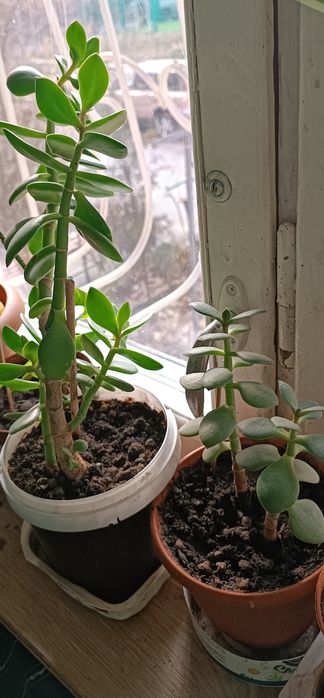 Продам денежное дерево