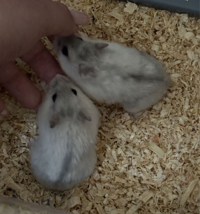 Vand hamsteri pitici