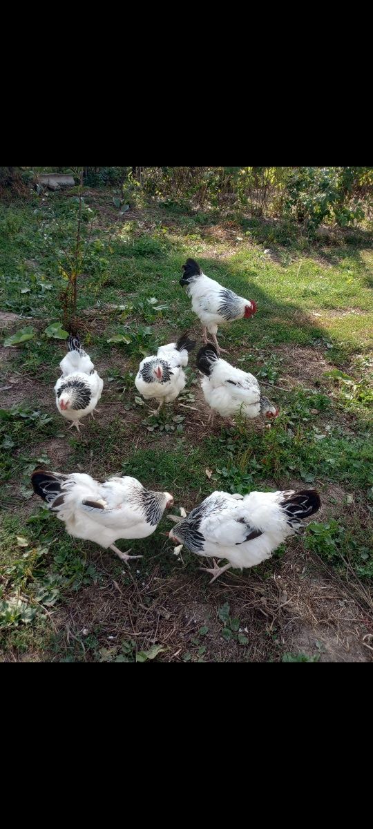 Ouă de casă de vanzare