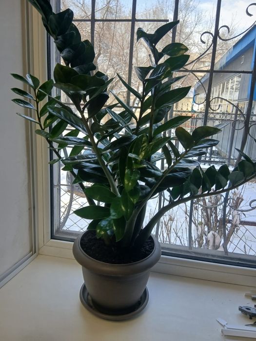 Долларовое дерево