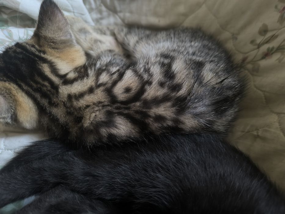 Котята бесплатно