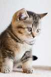 American Shorthair femela