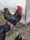 Gaini si cocos araucana de culoare neagră,