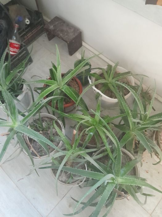 Цветы алоя зеленый