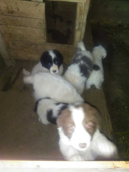 Каракачански кученца