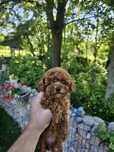 Той пудел[toy poodle)] Лицензиран развъдник