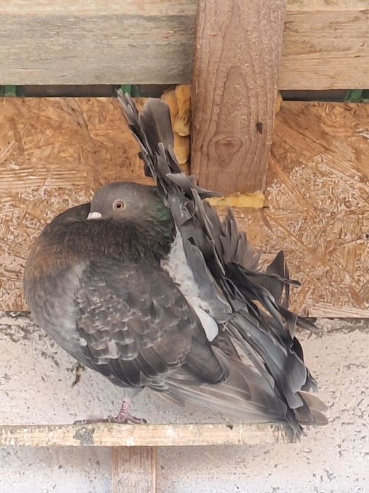 Porumbei rotați/voltati