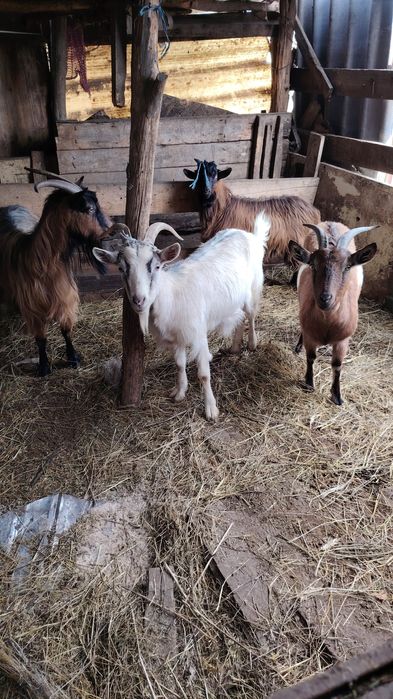 Capre de vânzare preț negociabil