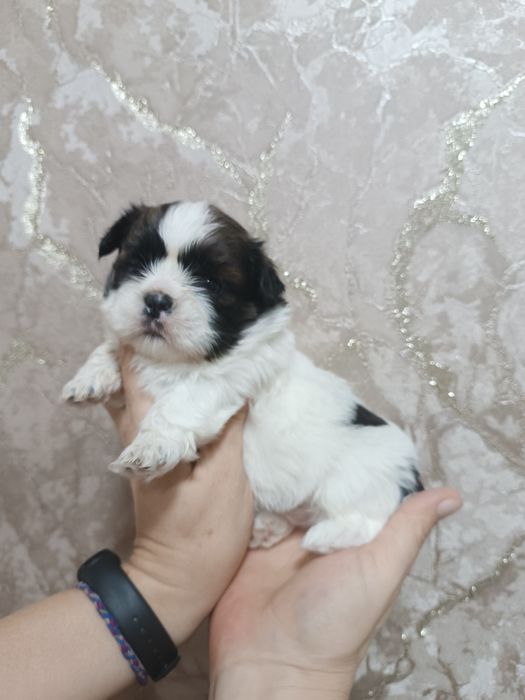 Готовятся к продаже клубные щенки шитцу