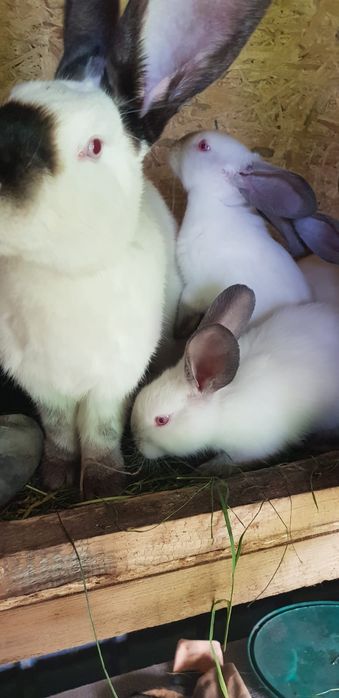 Iepuri uriașii de Transilvania