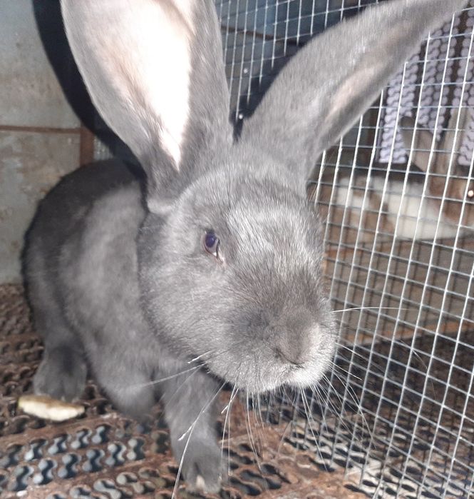 iepuroi fluture albastru janet  schimb