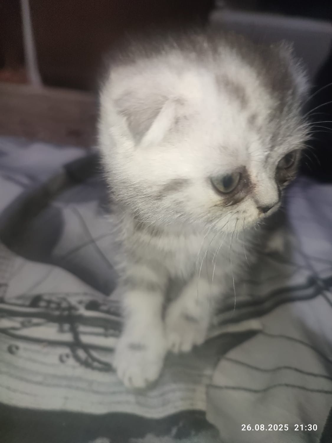 Котята Скоттиш страйт