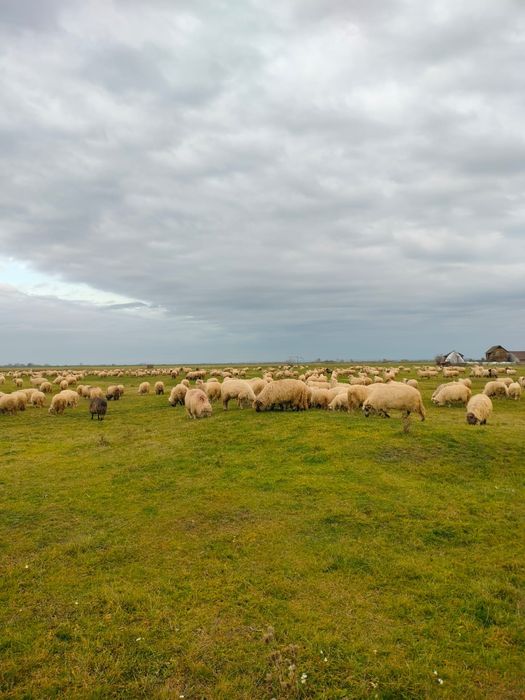 Oi de vânzare la a 3,2,1 fătare