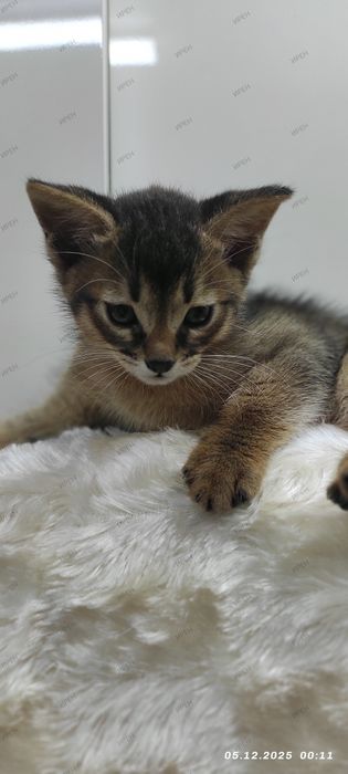 Абиссинец в ваш дом