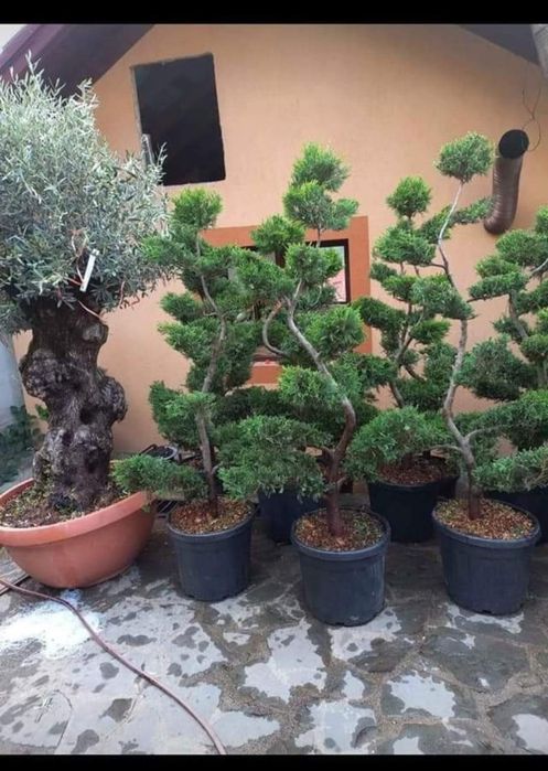 Plante ornamentale dimensiuni mari preț accesibil