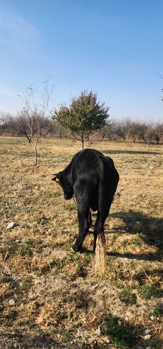 Новвос ва хунажин