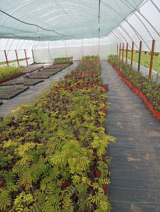 Puieti de alun certificati. Pepiniera autorizata.