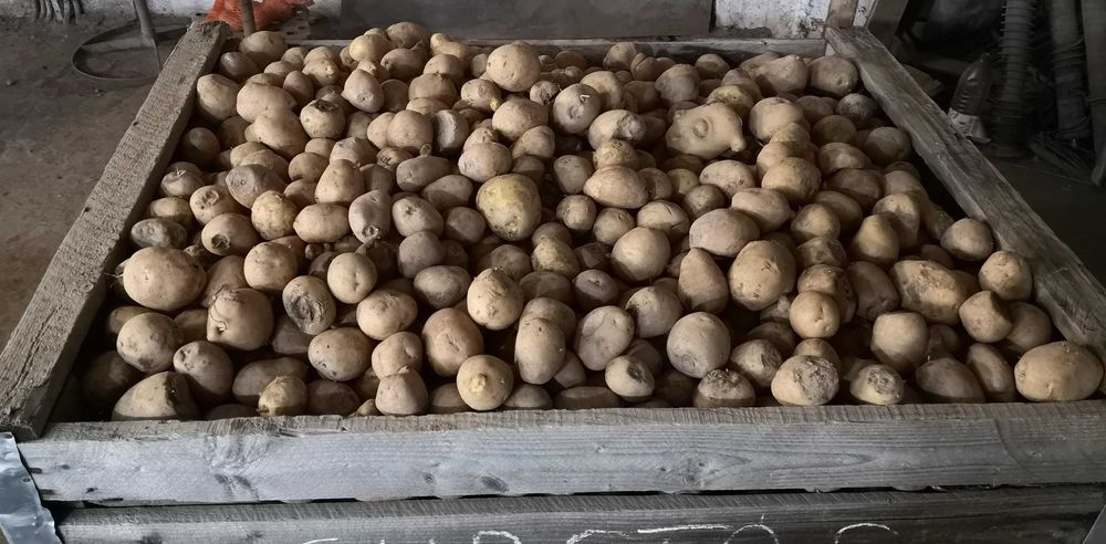 Cartofi amestec pentru animale