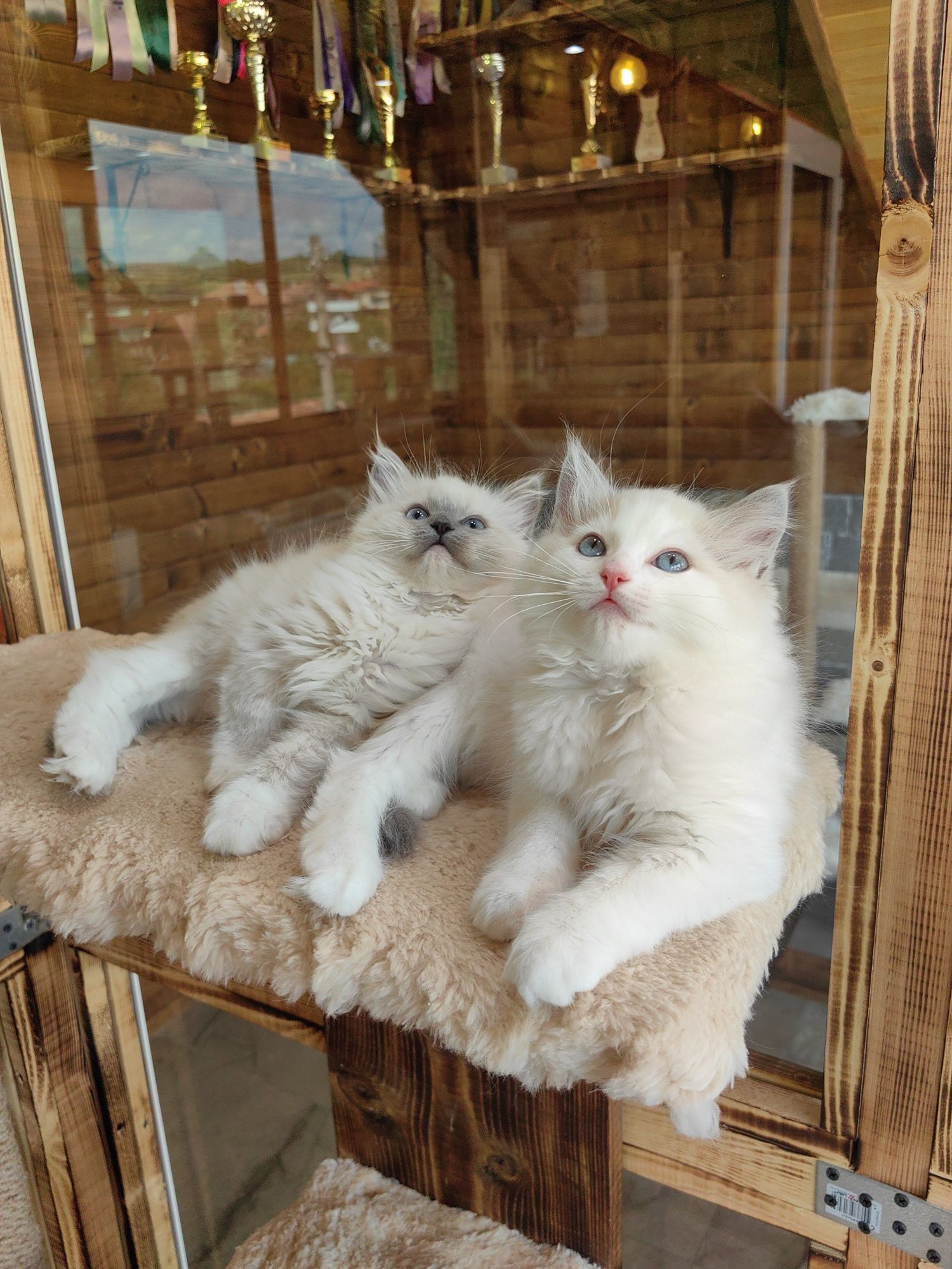 Рагдол/Ragdoll/Регдол две Женски с Родословие