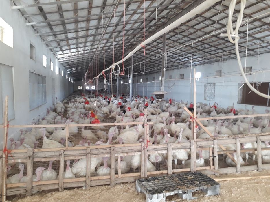 Kurka halol soyilgan 7 kg 8 kg gacha