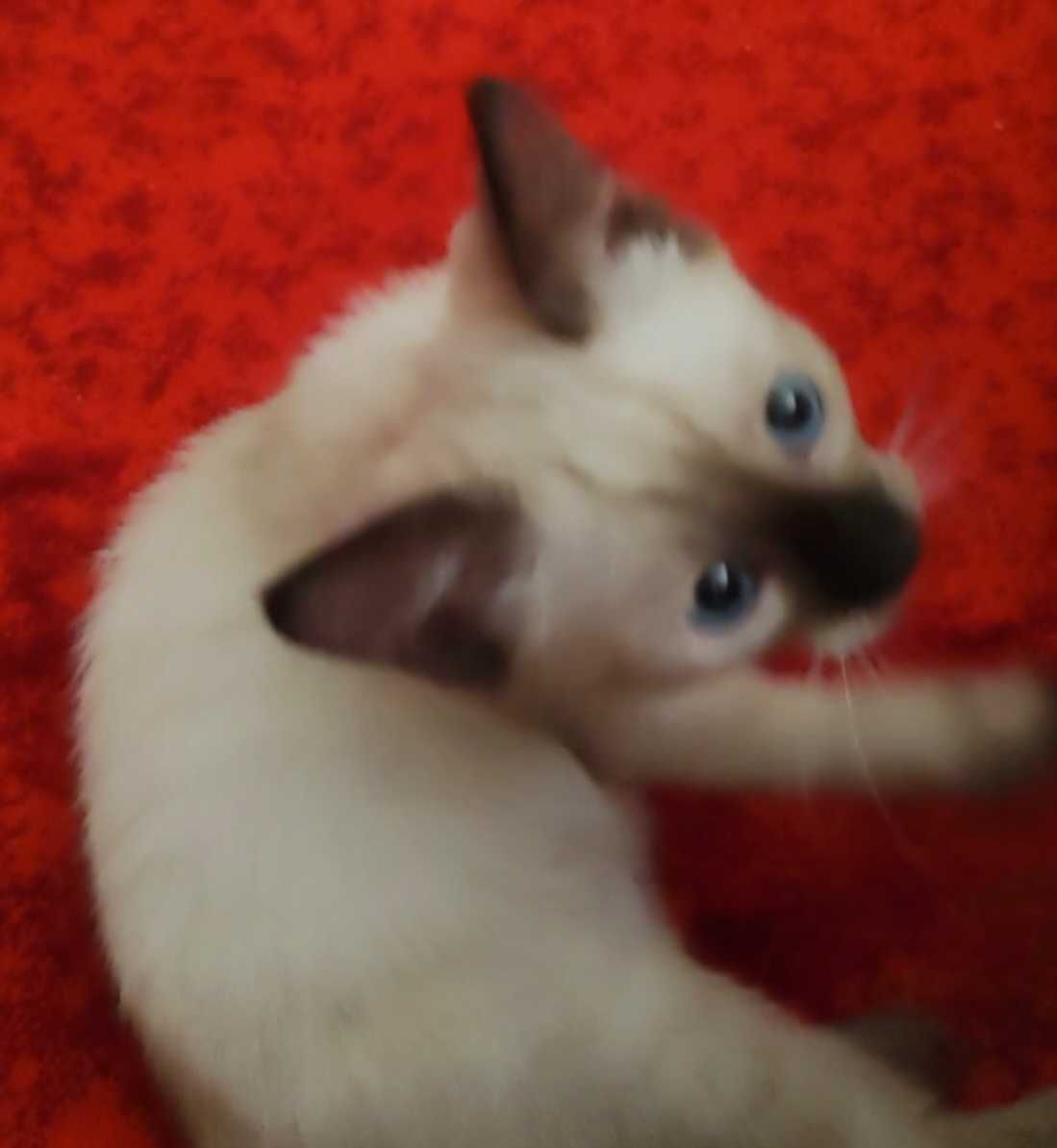 Сиамский котенок