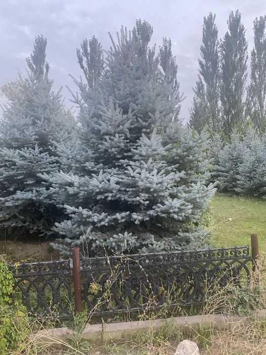 Ель голубая