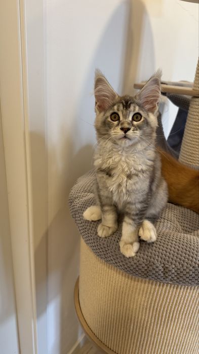 Femela Maine Coon talie gigant