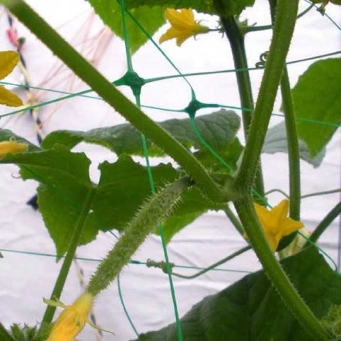 Мрежа за краставици височина 1,70 м. увивни пълзящи растения