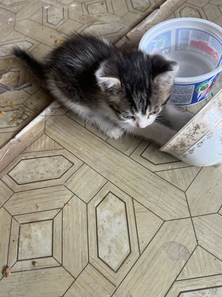 Отдам котят бесплатно